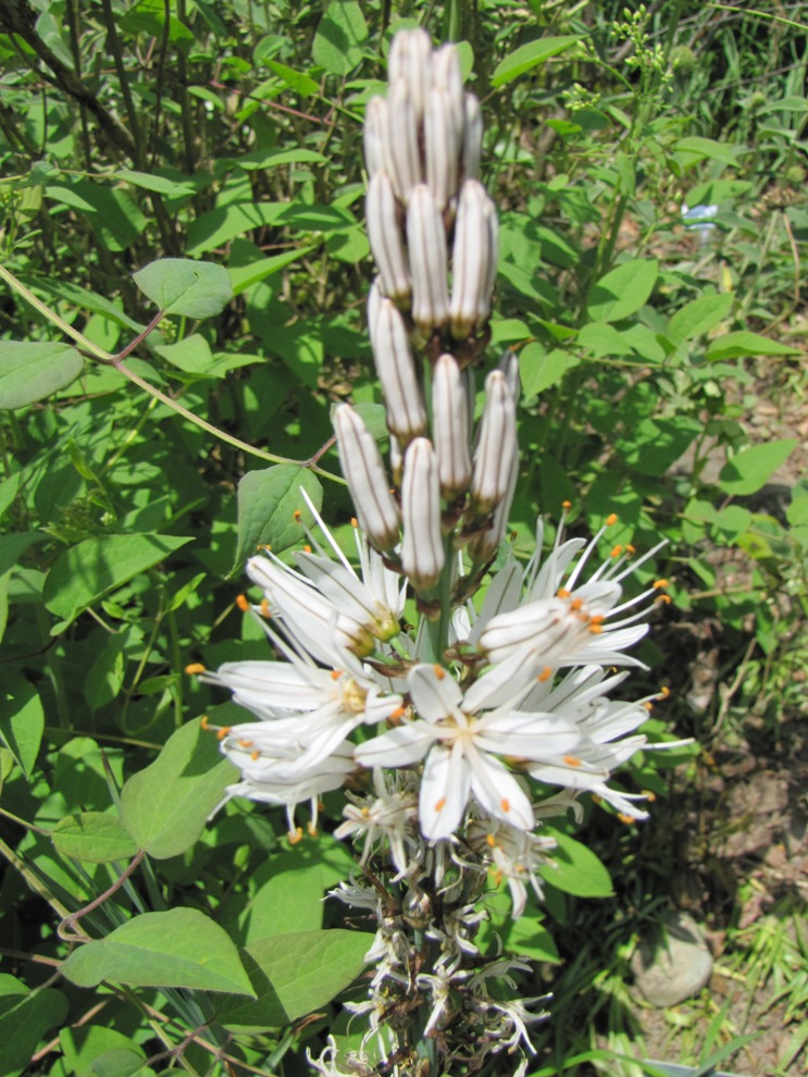 Asphodelus albus / White Asphodel