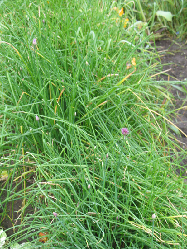 Allium schoenoprasum   / Common Chives