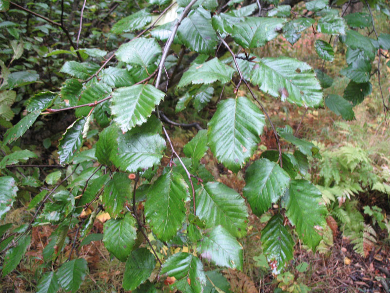 Alnus crispa / Green Alder, Northern Alder