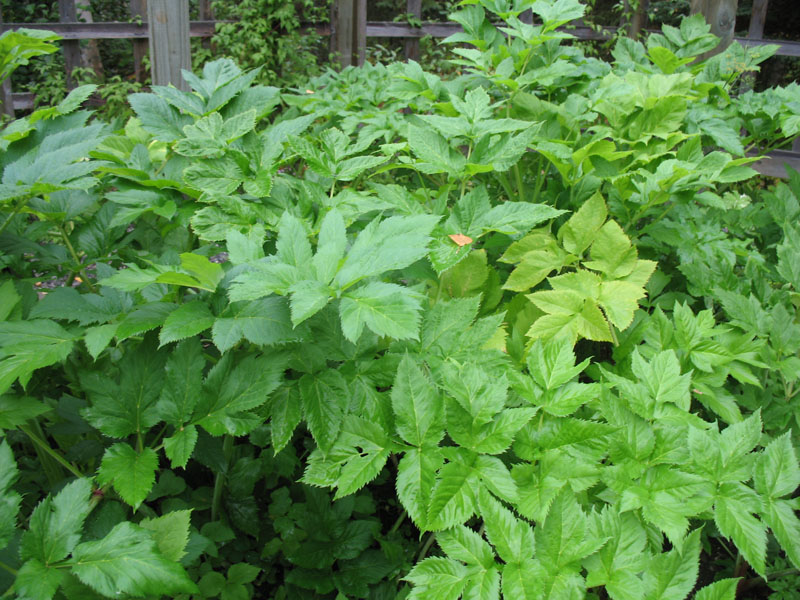 Angelica archangelica / Angelica archangelica