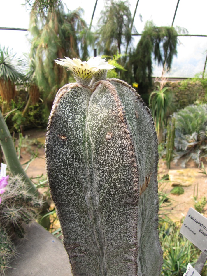 Astrophytum myriostigma  / Bishop's Hat, Bishop's Cap