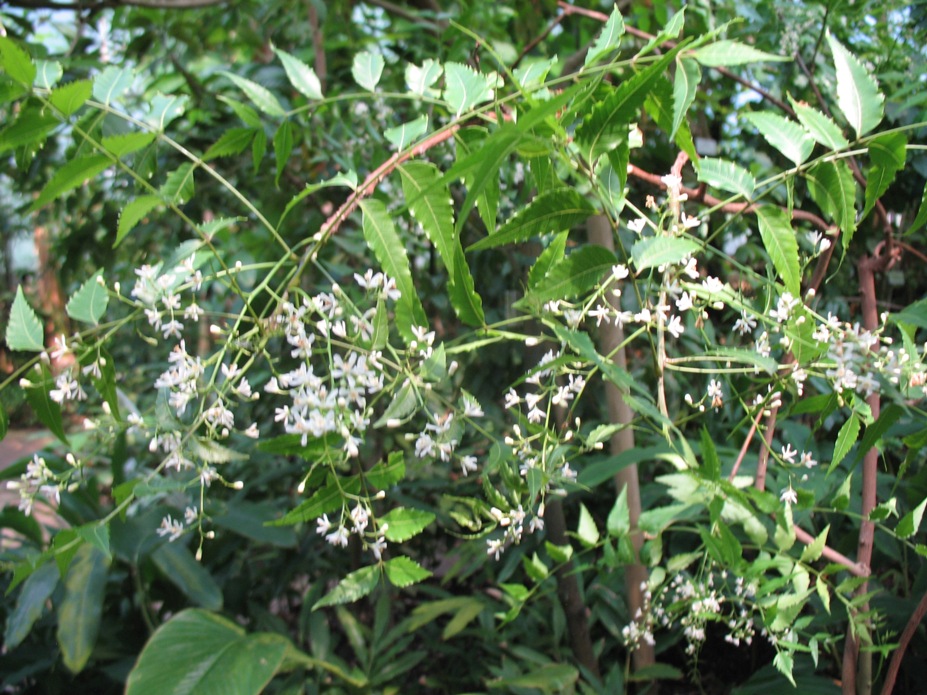 Azadirachta indica / Azadirachta indica