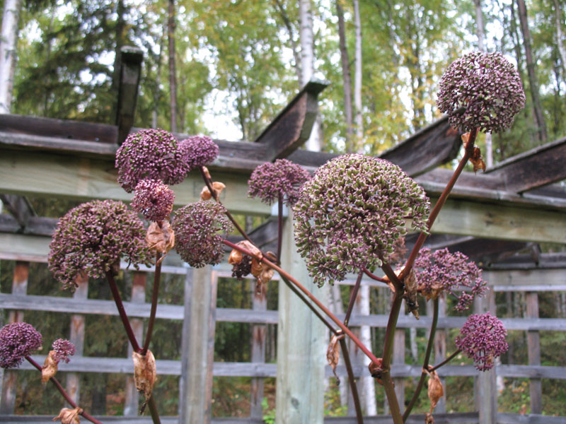 Angelica gigas / Purple or Korean Angelica