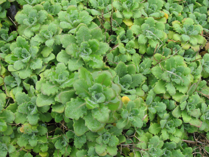 Arabis alpina / Apline Rockcress