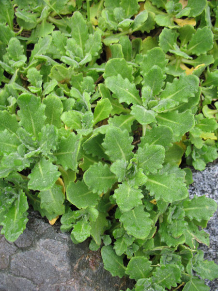 Arabis caucasica 'Snow Cap' / Arabis caucasica 'Snow Cap'