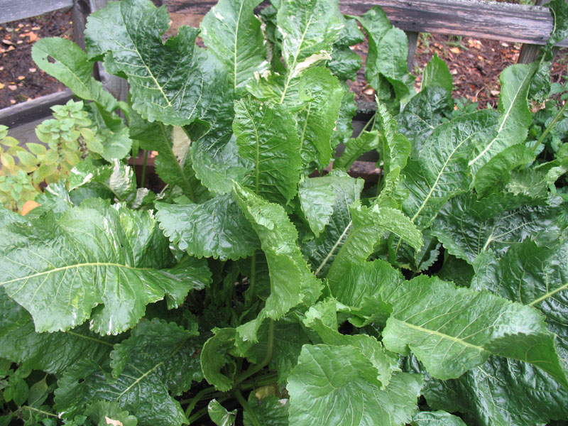 Armoracia rusticana 'Variegata' / Variegated Horseradish