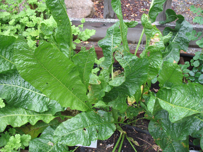 Armoracia rusticana   / Horseradish