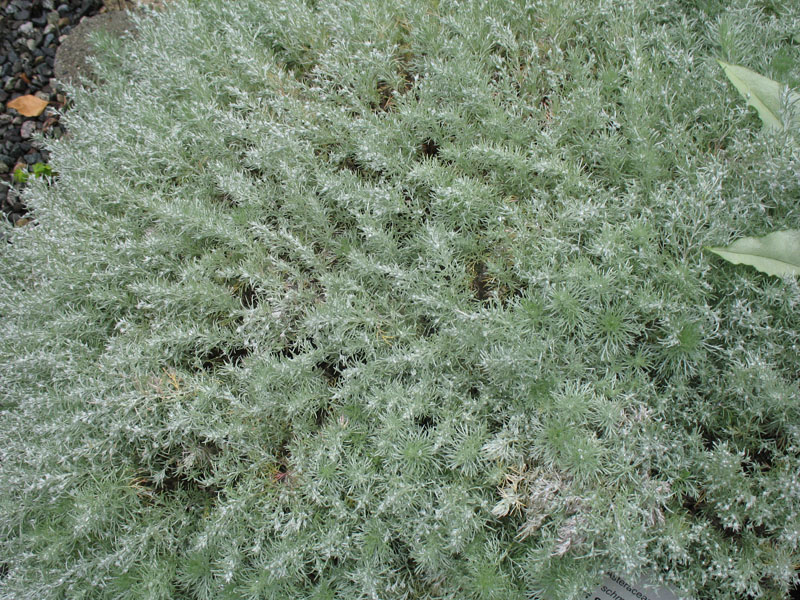 Artemisia schmidtiana 'Nana'  / Artemisia schmidtiana 'Nana' 
