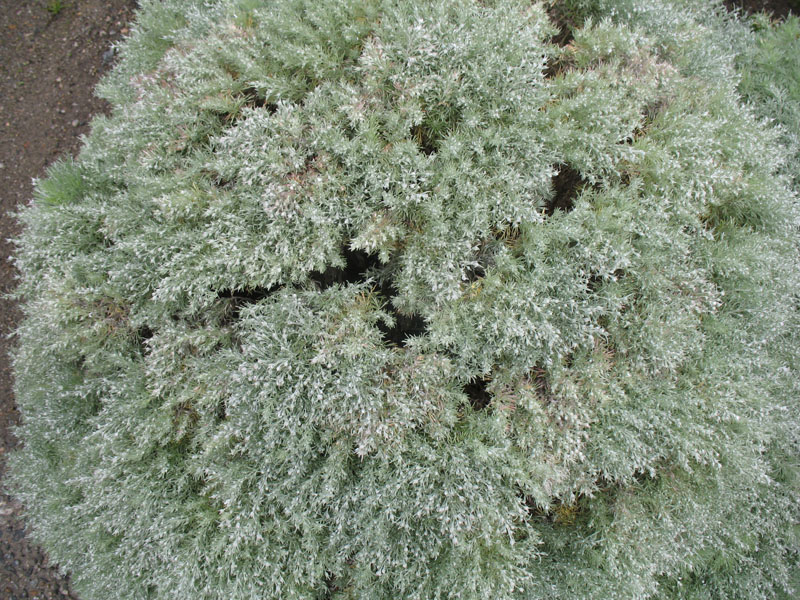 Artemisia schmidtiana 'Silver Mound'   / Artemisia schmidtiana 'Silver Mound'  