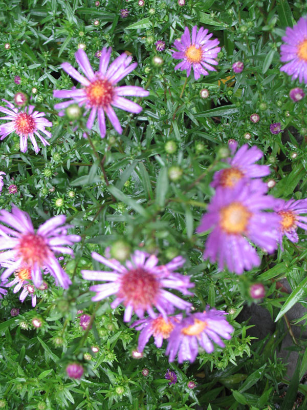 Aster novi-belgii 'Goliath'   / Michaelmas Daisy