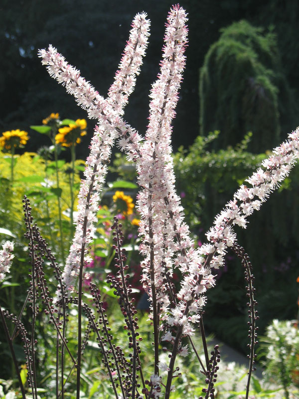 Actaea racemosa / Bugbane, Black Cohosh