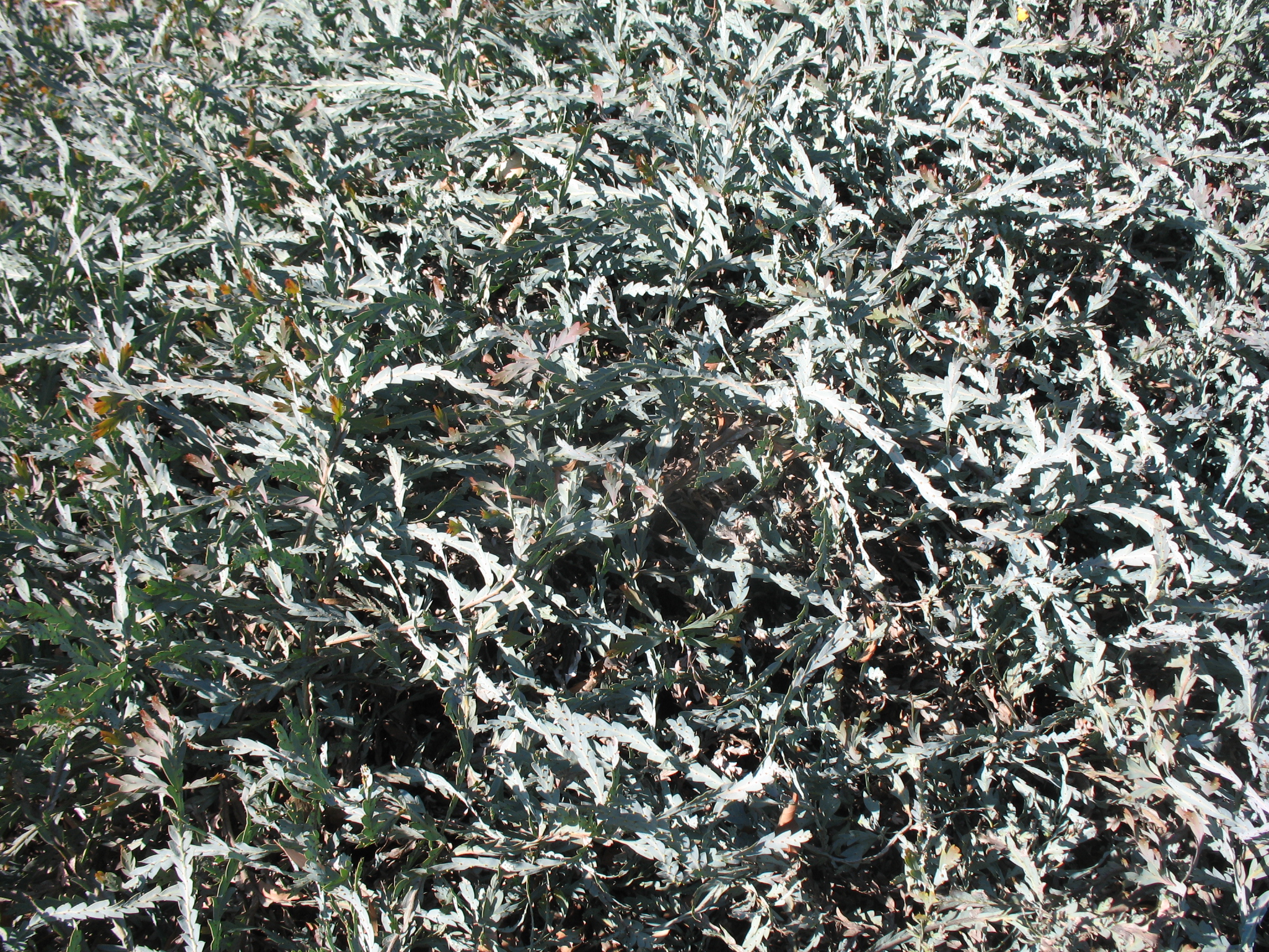 Acacia glaucoptera / Clay Wattle, Queen Wattle, Wattle