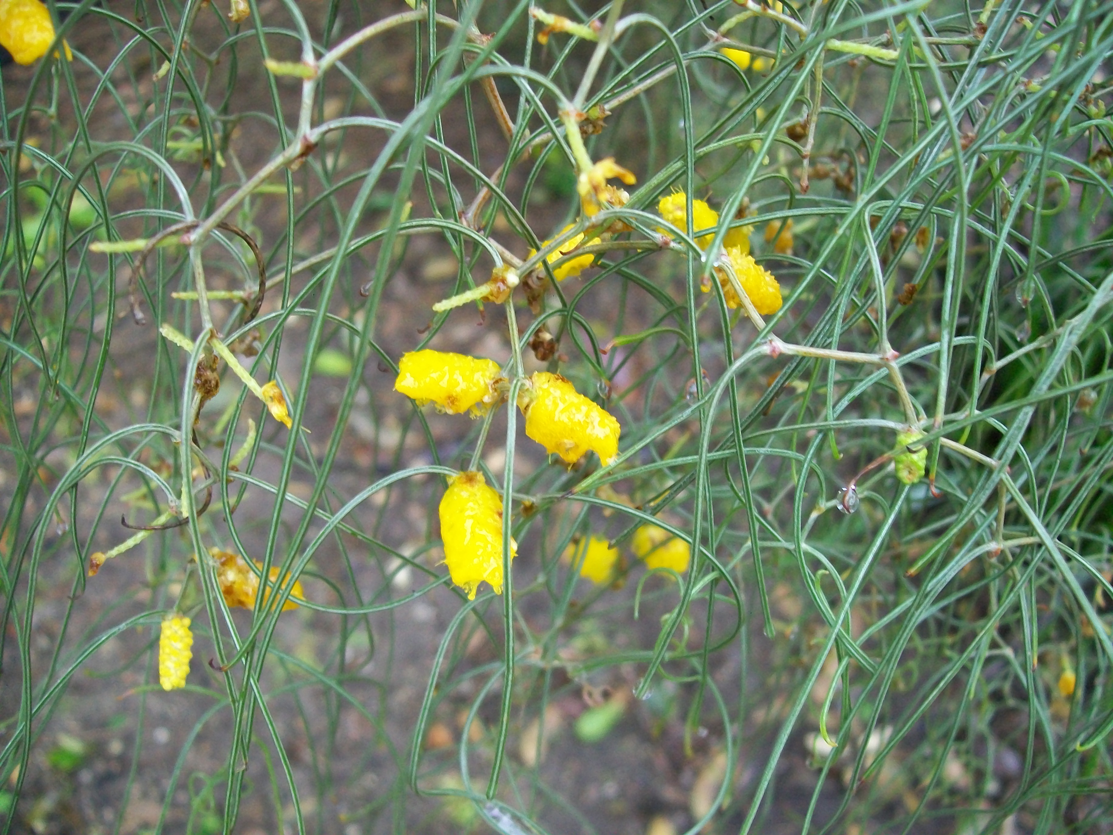 Acacia merinthophora / 