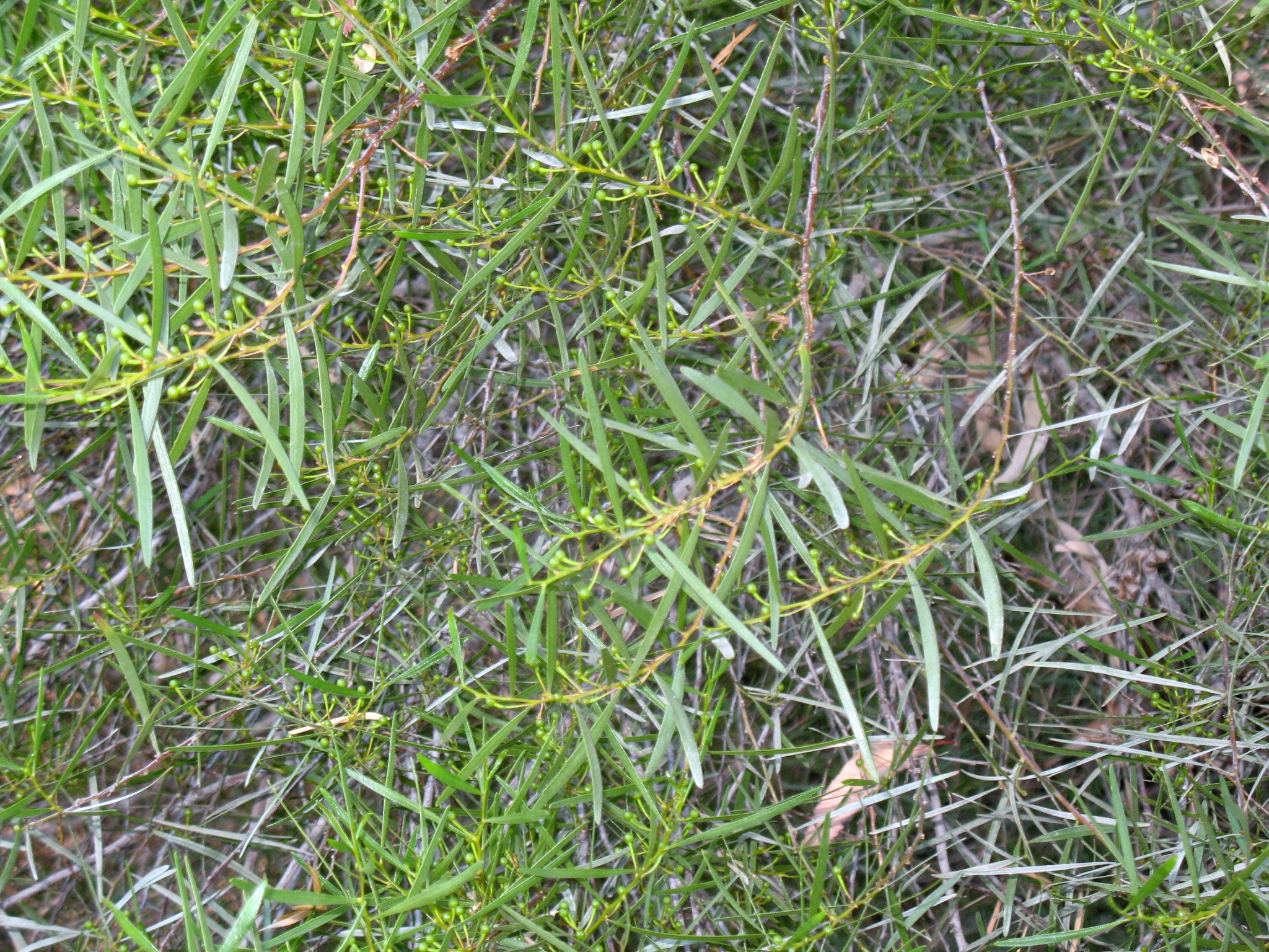 Acacia microcarpa / Manna Wattle