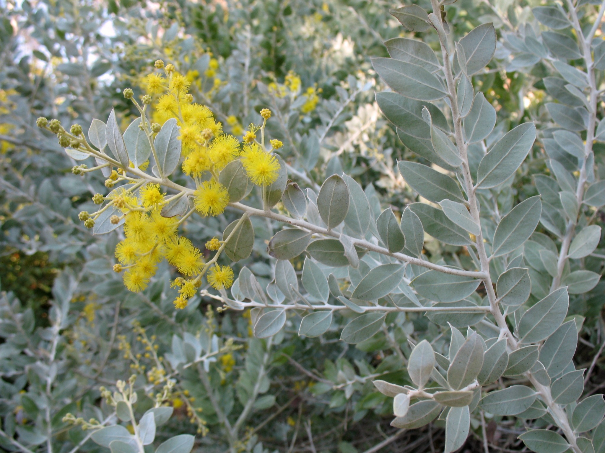 Acacia podalyriifolia / Pearl Acacia