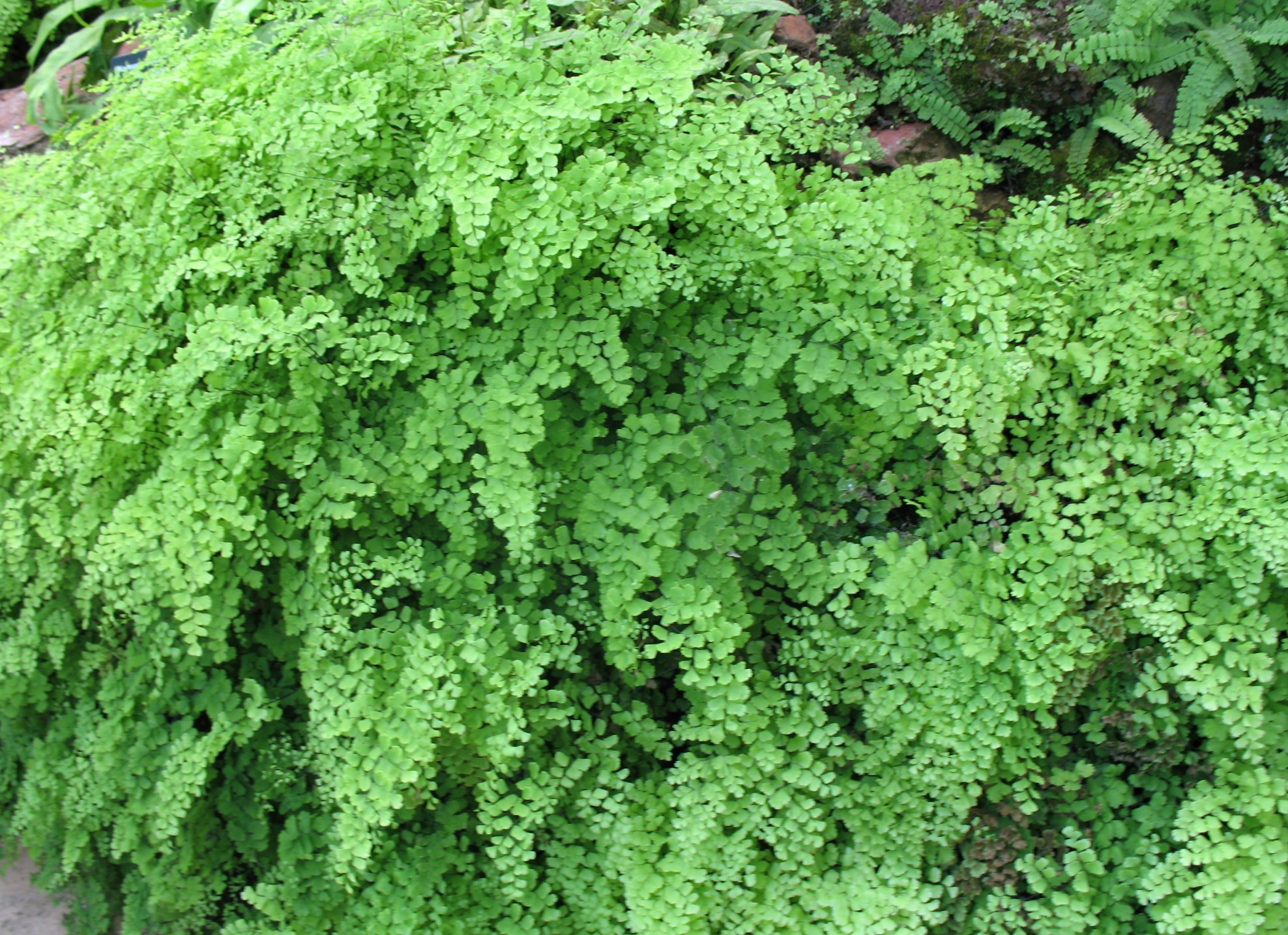 Adiantum caudatum / Trailing Maidenhair, Walking Fern, Walking Maidenhair Fern