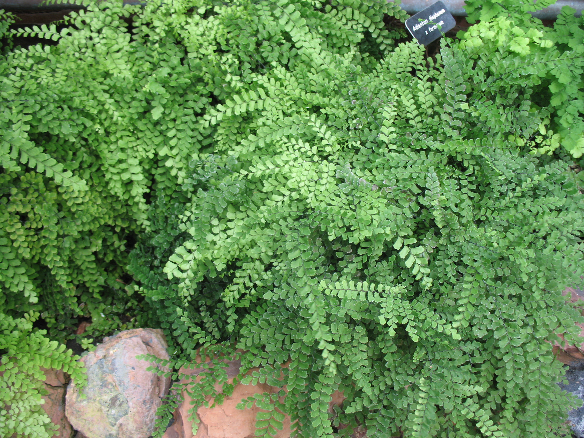 Adiantum diaphanum x formosum / Adiantum diaphanum x formosum