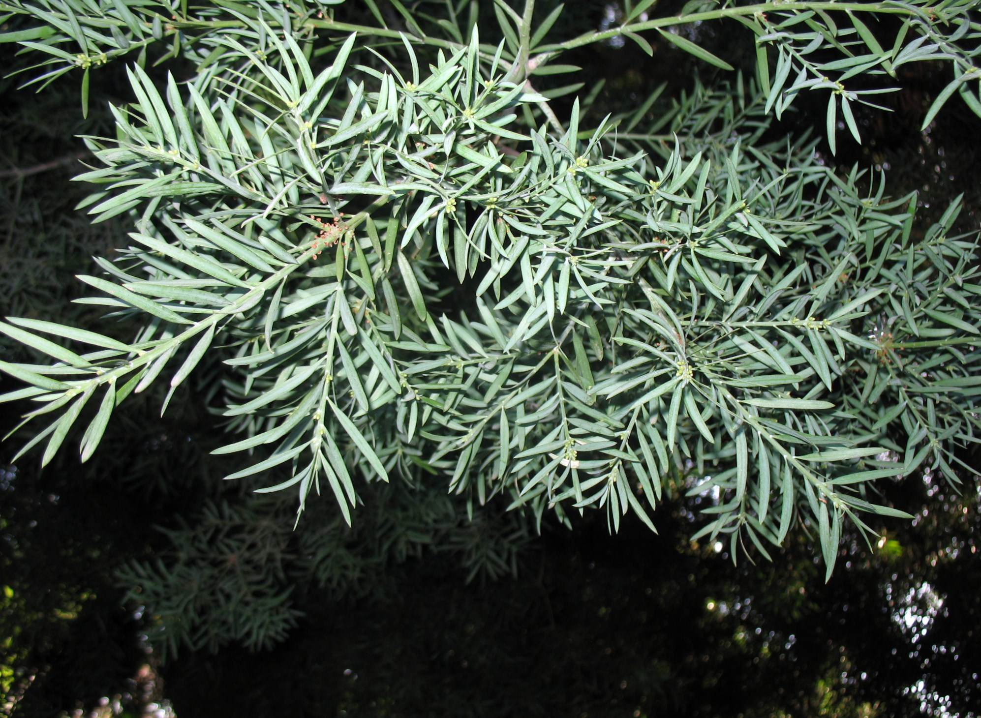 Afrocarpus falcata / Afrocarpus falcata