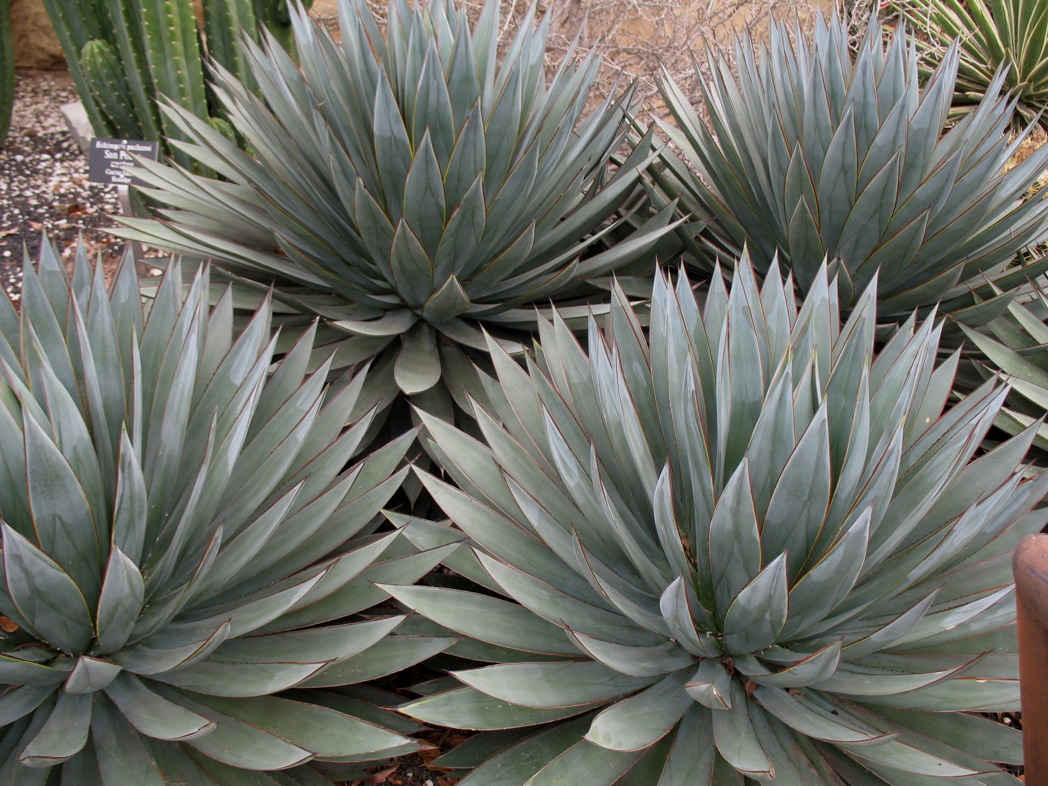Agave 'Blue Glow' / Agave 'Blue Glow'
