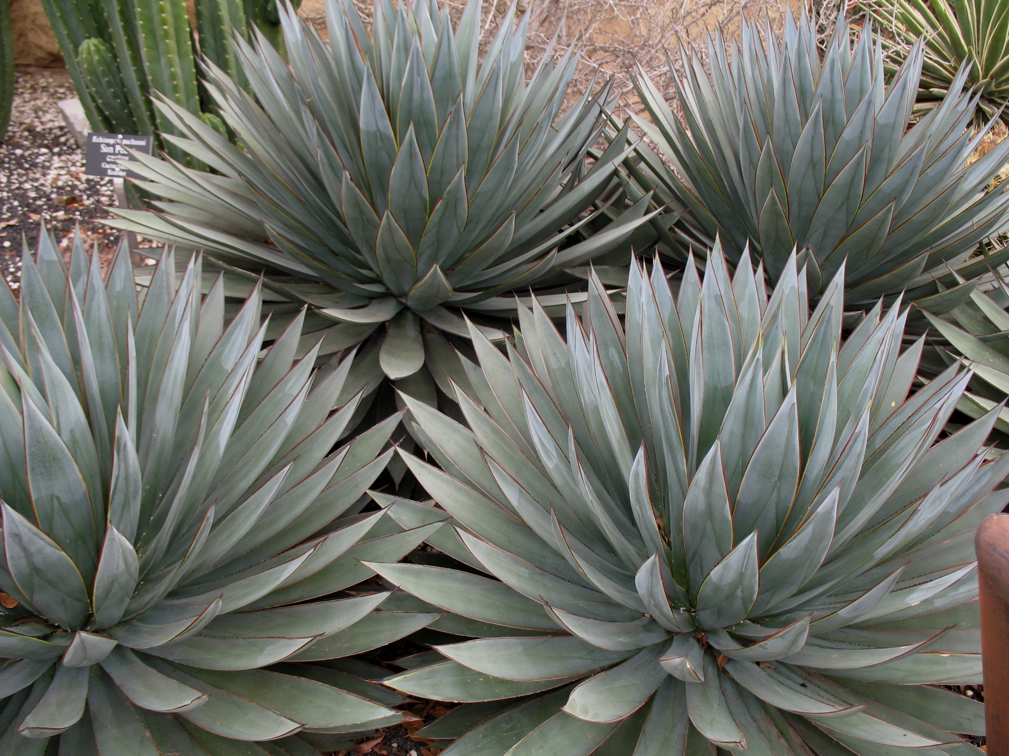 Agave 'Blue Glow' / Blue Glow Century Plant, Century Plant