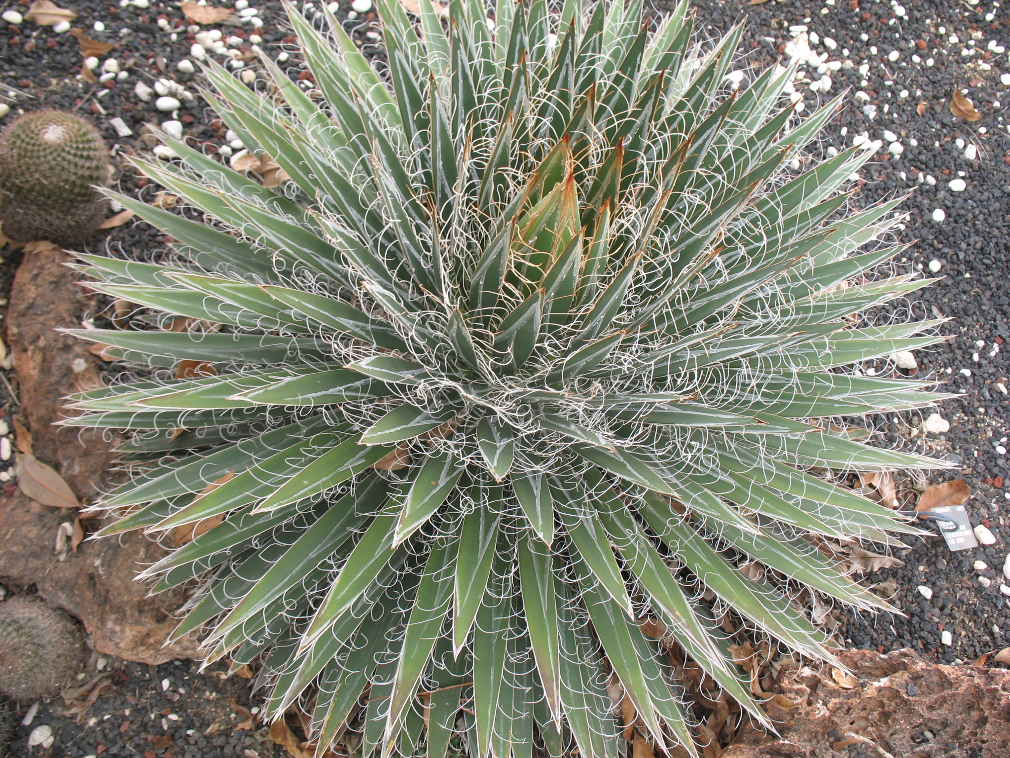 Agave filifera / Agave filifera