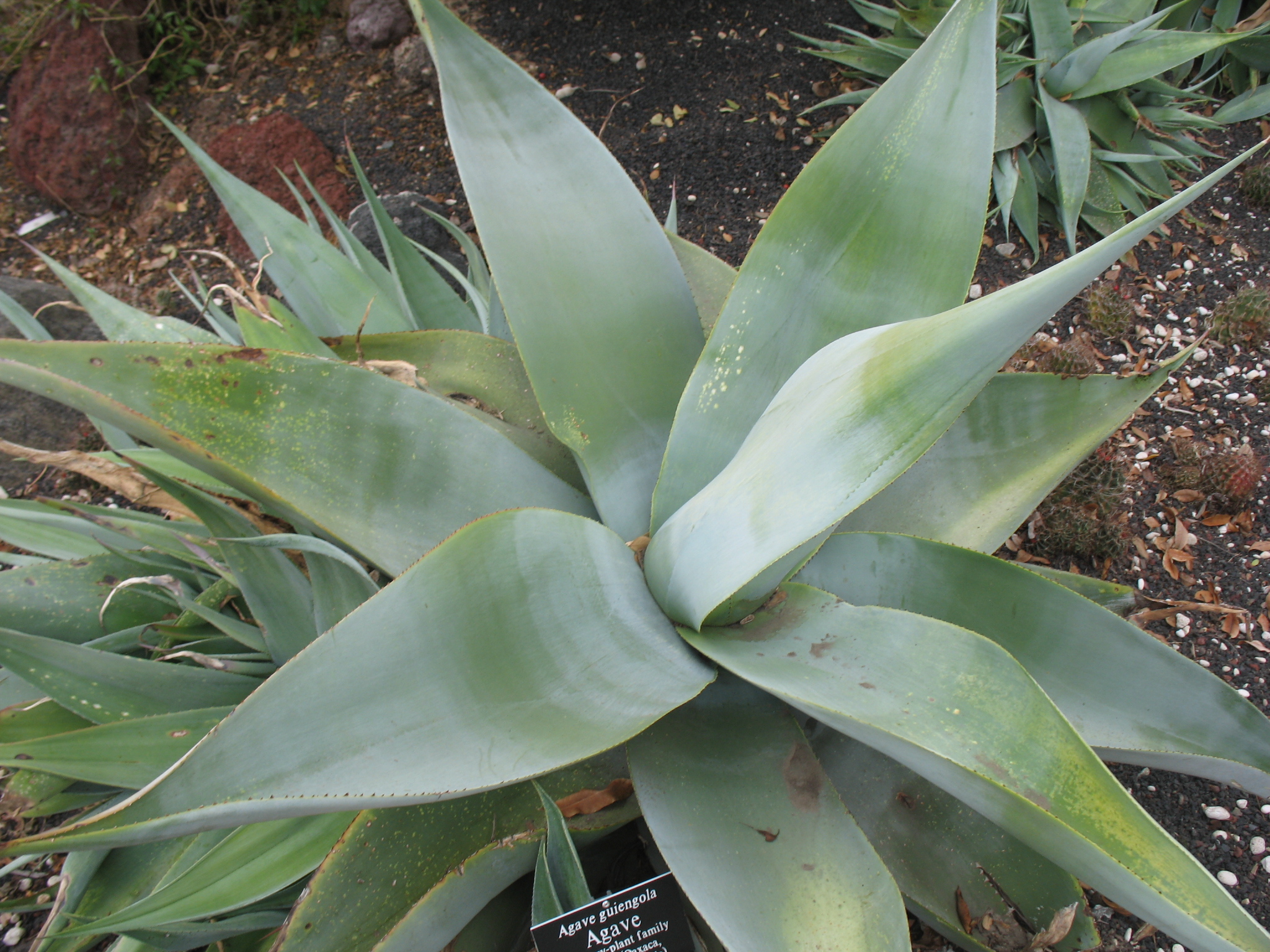Agave guiengola / Agave, Quiengola Agave