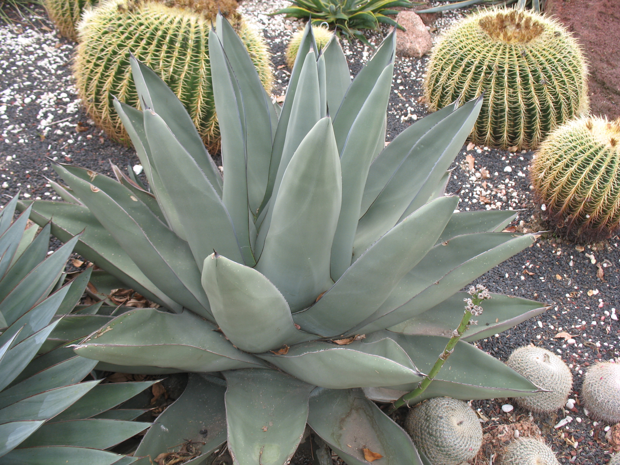 Agave 'Shark Skin' / Agave 'Shark Skin'