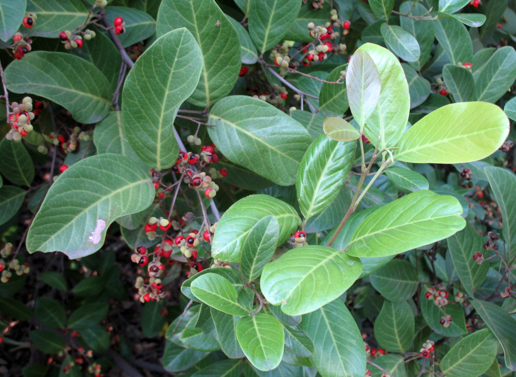 Alectryon coriaceus / Beach Bird's Eye