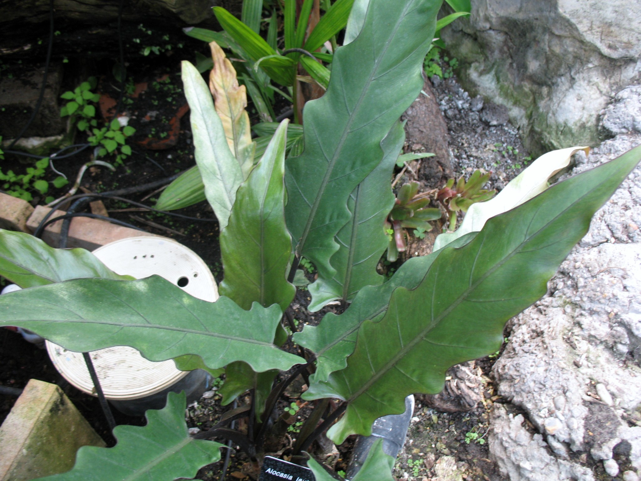 Alocasia lauterbachiana / Alocasia lauterbachiana