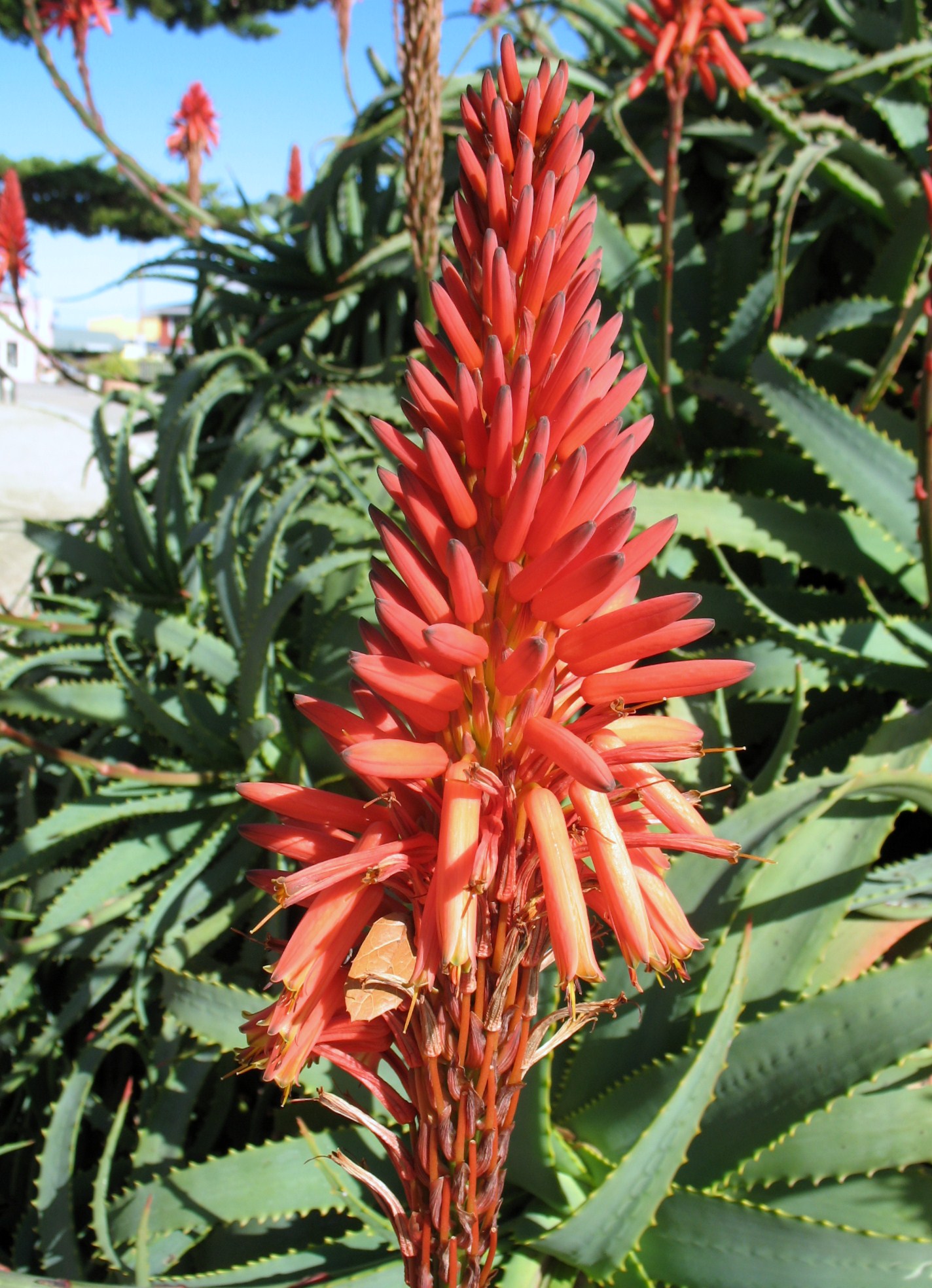 Aloe arborea / Bush Aloe