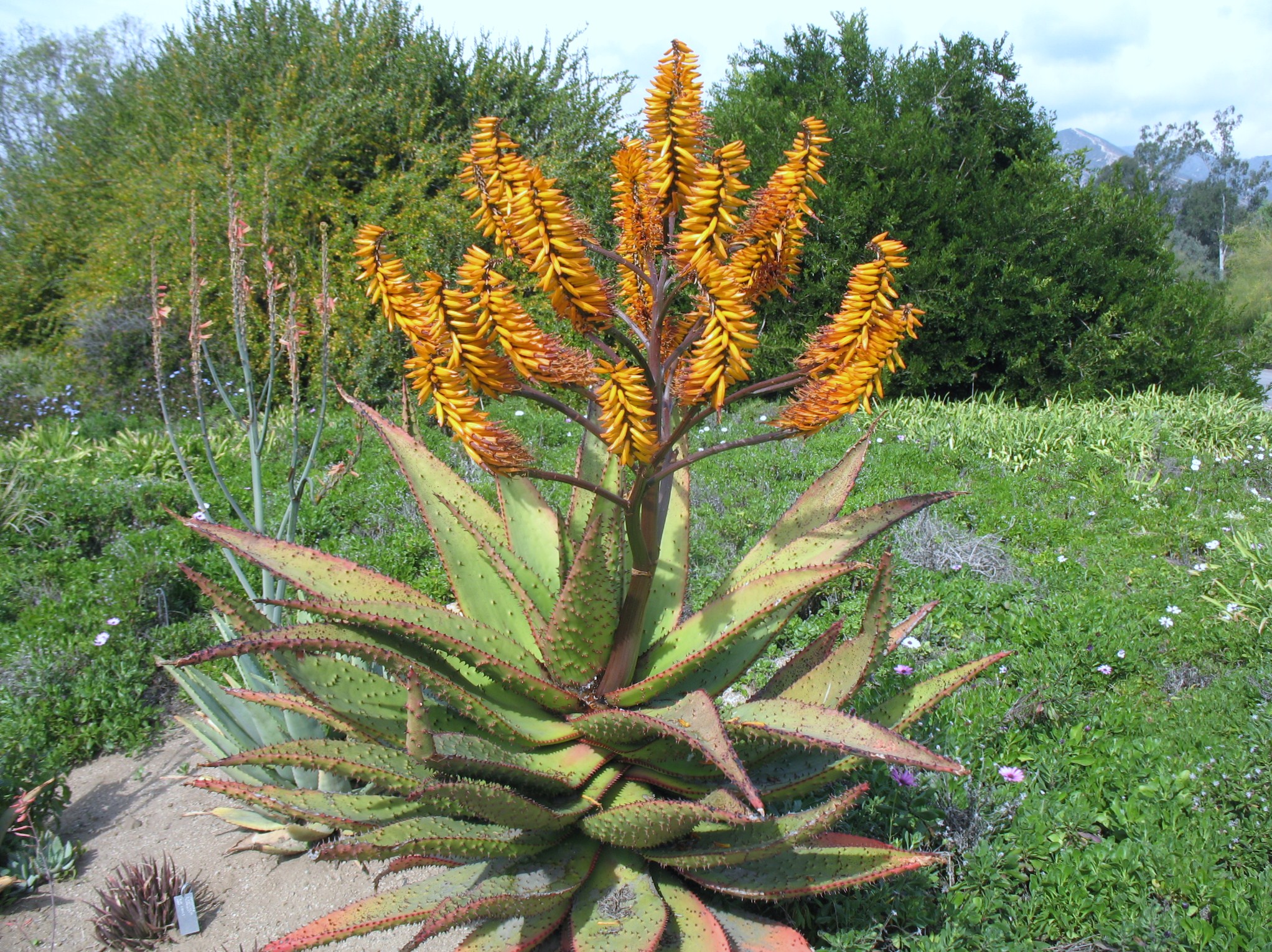 Aloe marlothii  / Mountain Aloe