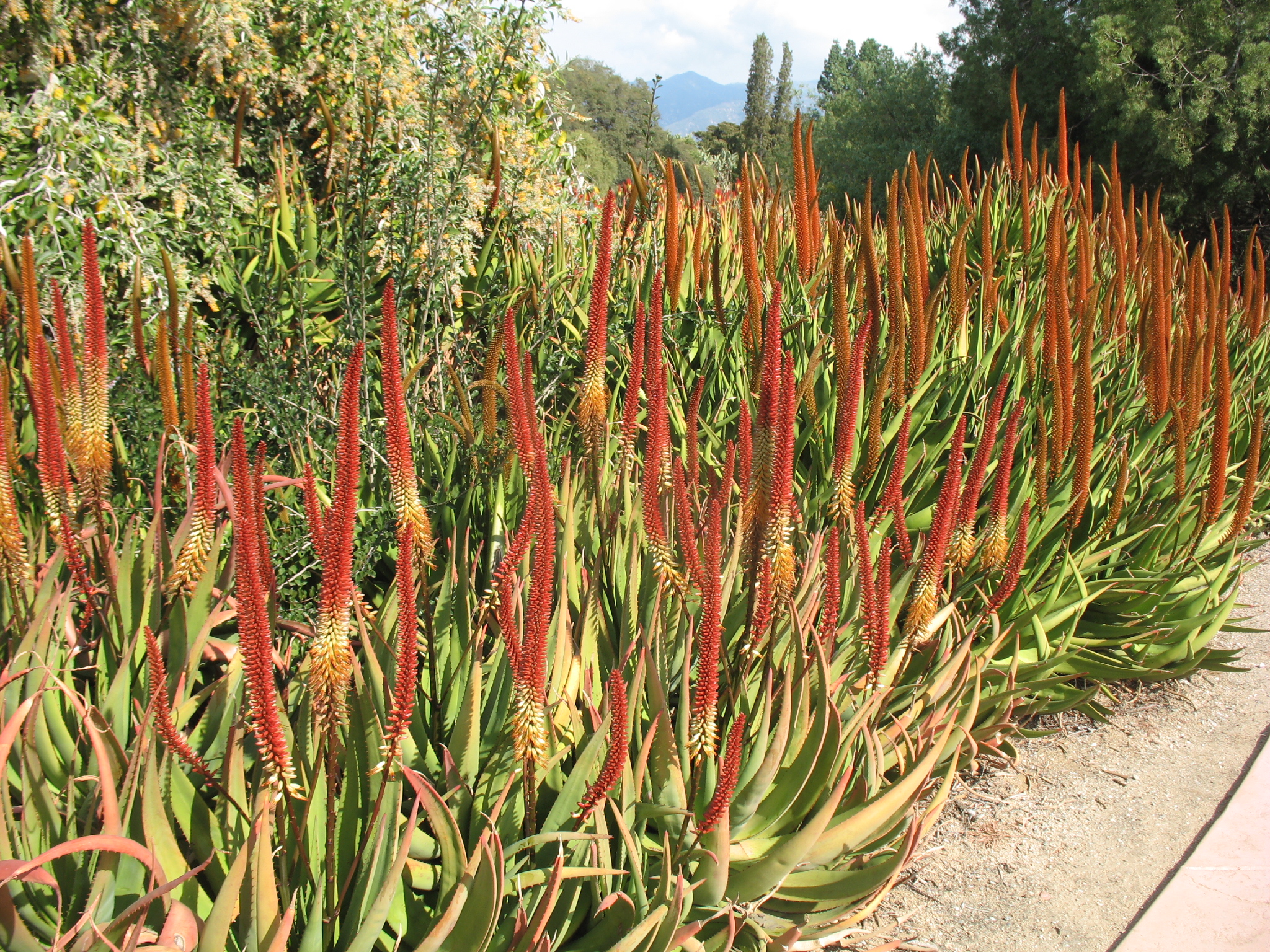 Aloe vryheidensis / Aloe vryheidensis