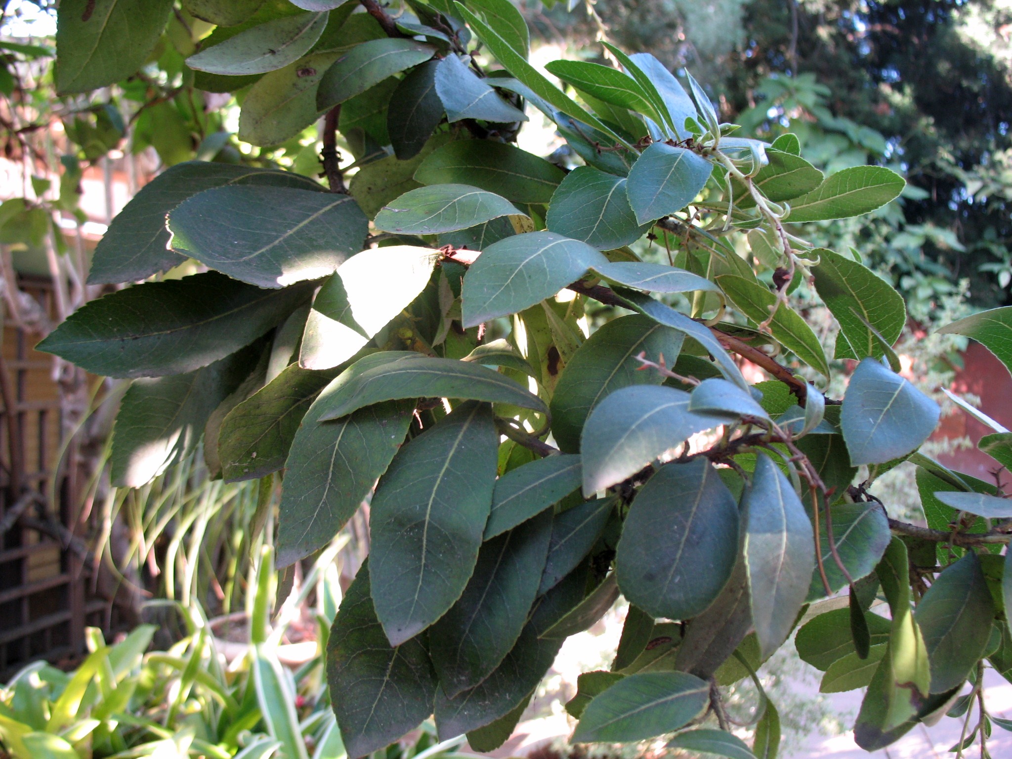 Arbutus 'Marina'  / Madrone, Hybrid Madrone, Strawberry Tree