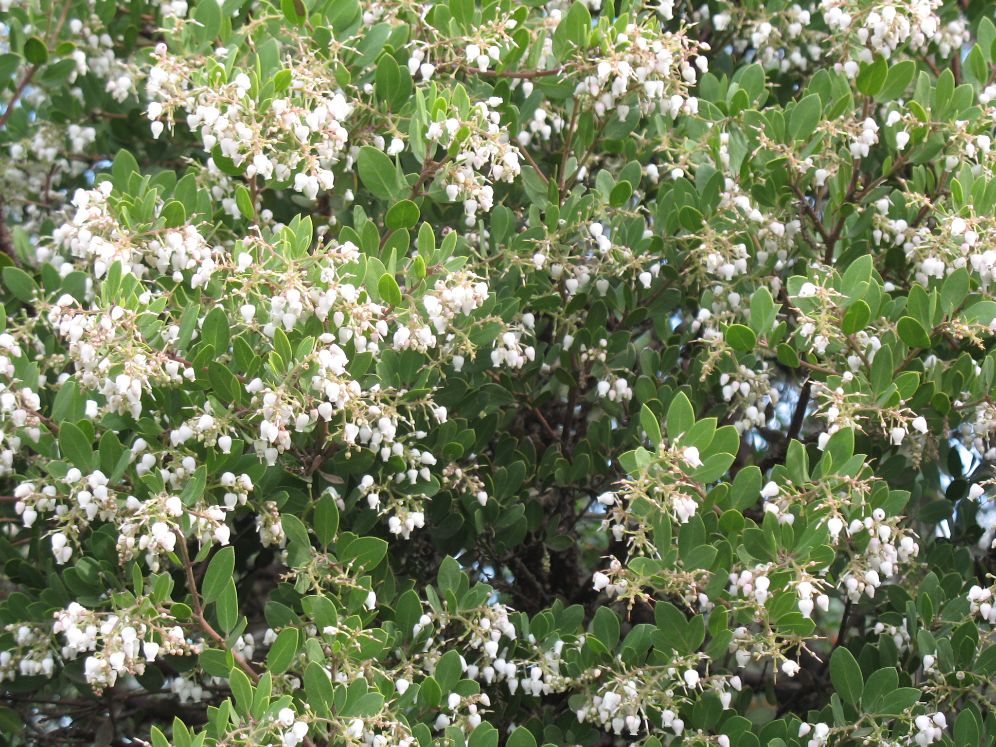 Arctostaphylos 'White Lanterns' / Arctostaphylos 'White Lanterns'