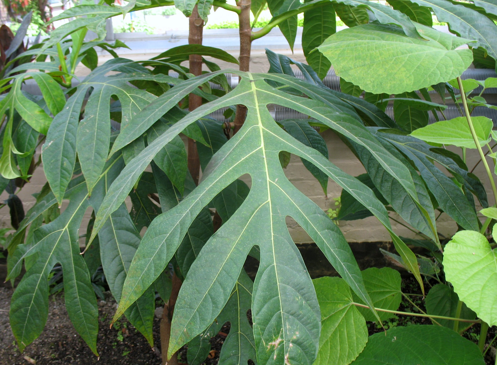 Artocarpus altilis / Artocarpus altilis