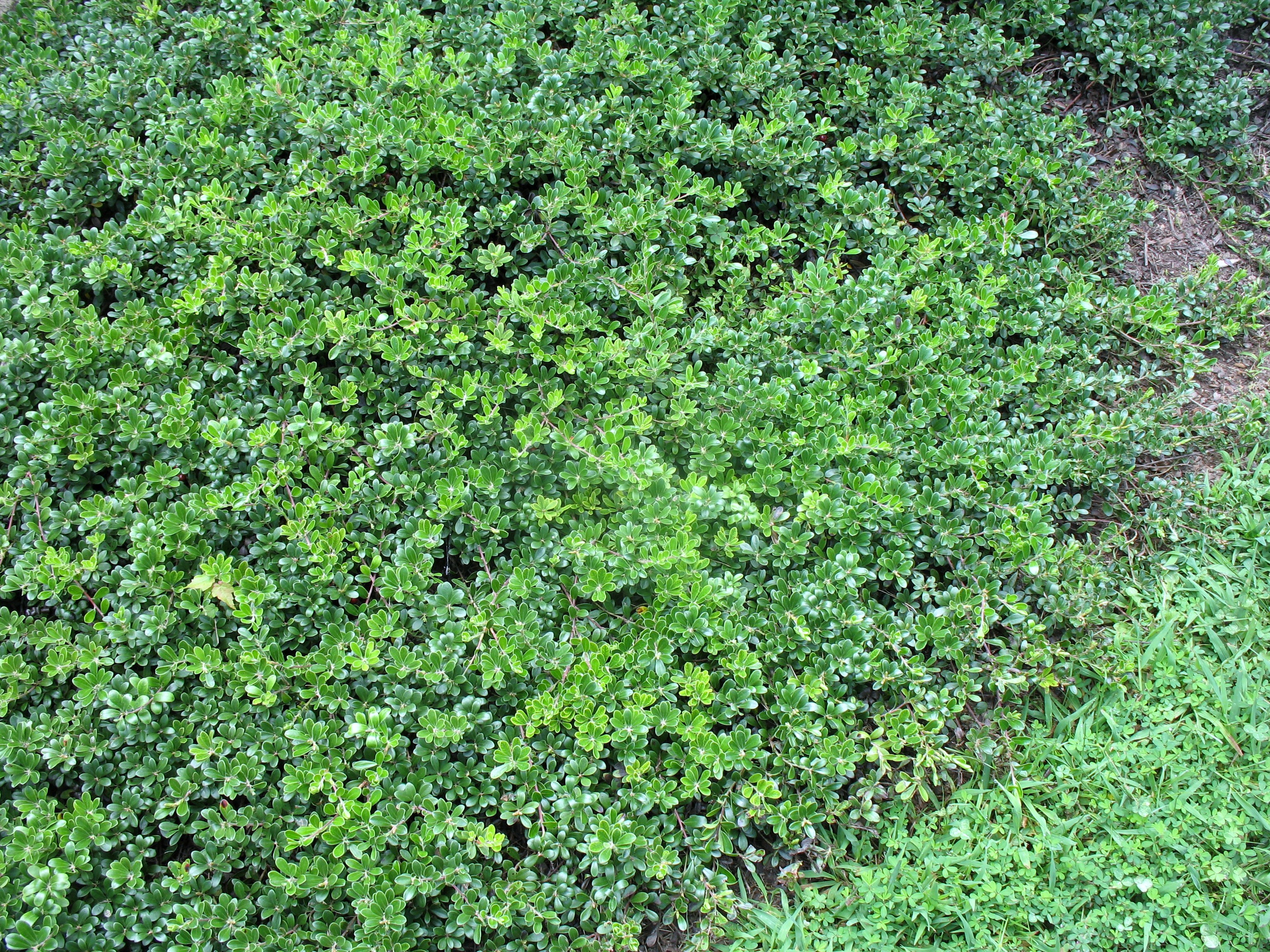 Arctostaphylos uva-ursi / Kinnikinnick