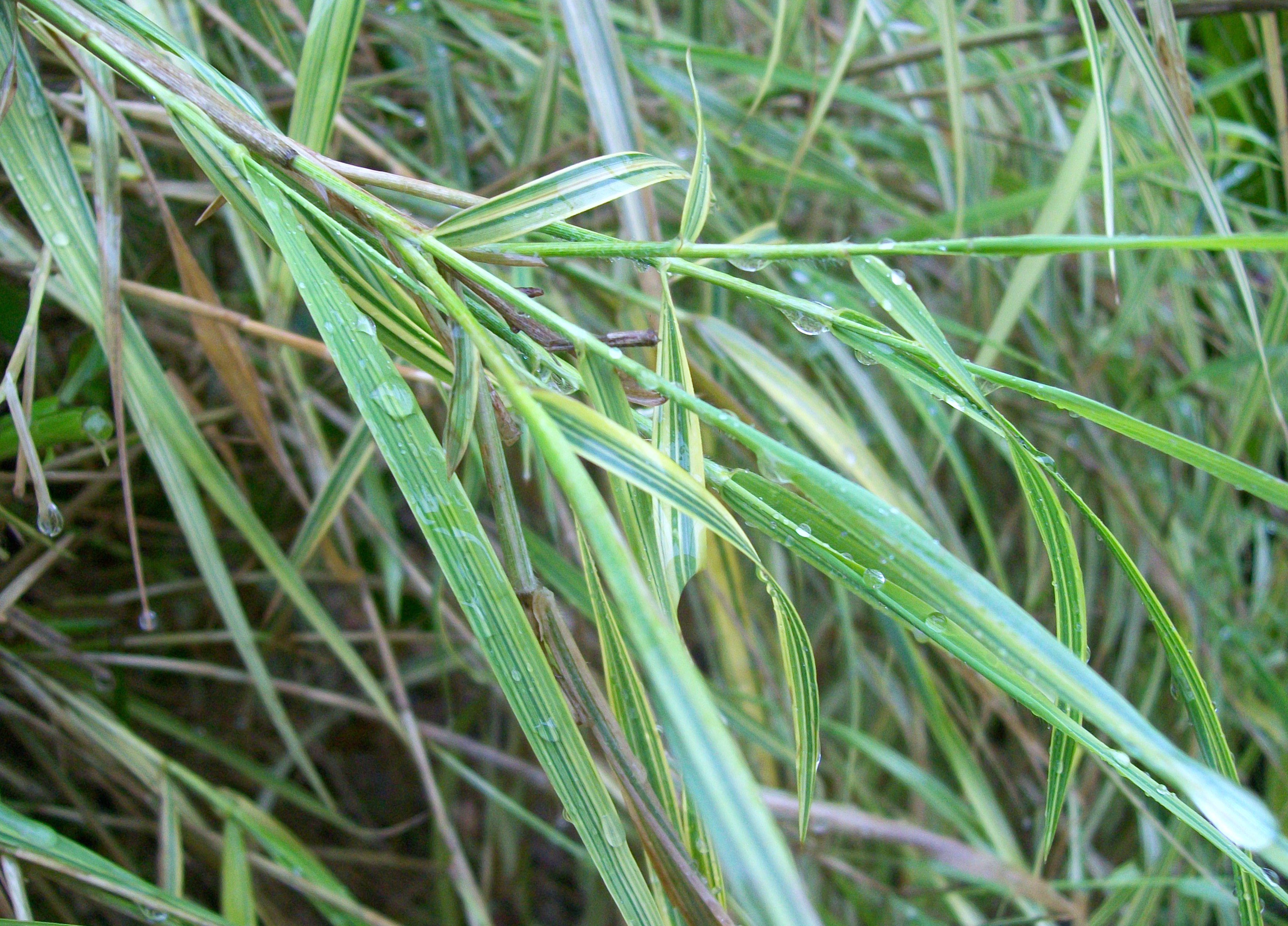 Arundo formosana 'Oriental Gold' / Oriental Gold Giant Reed, Giant Reed