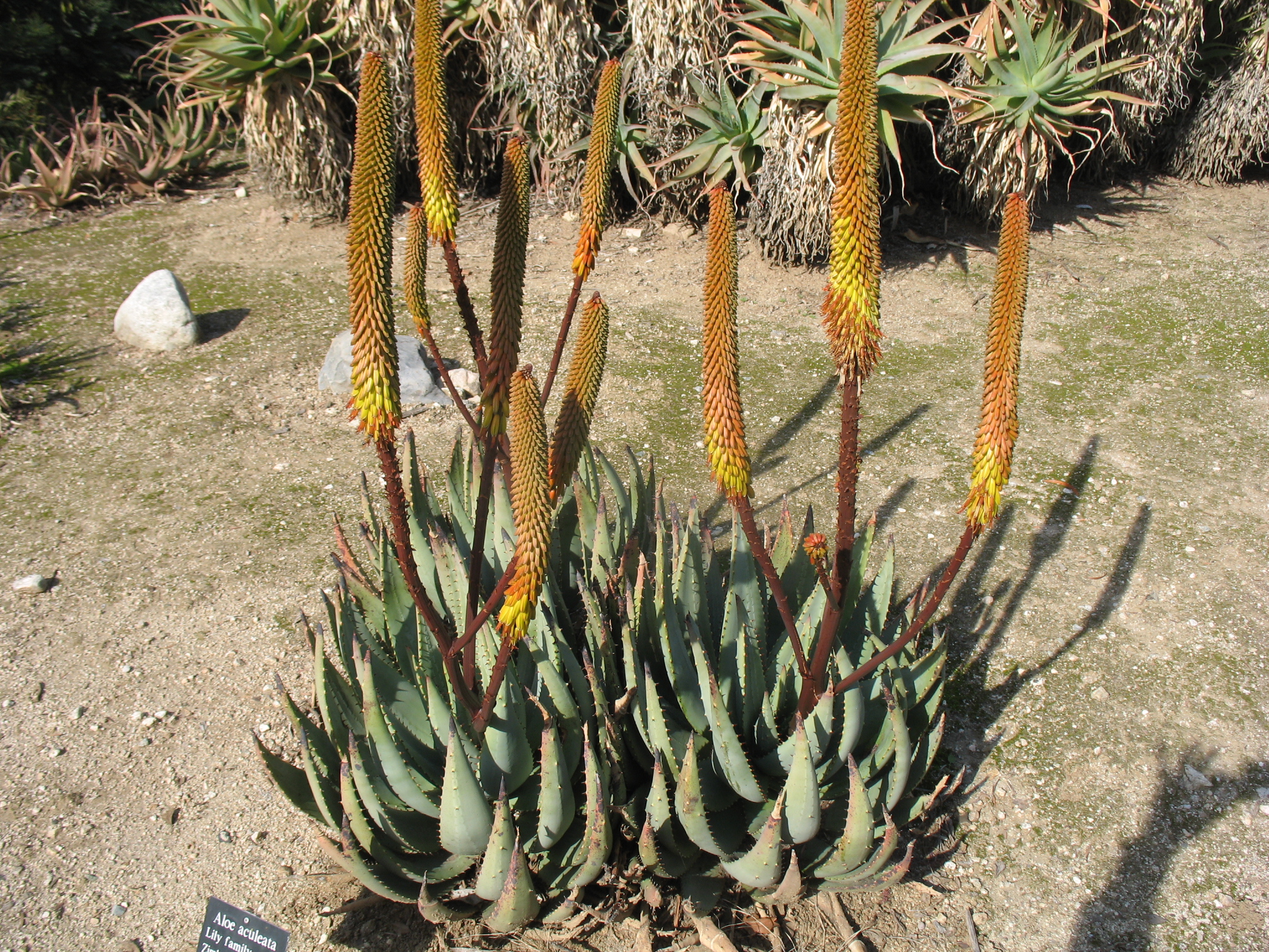 Aloe aculeata / Aloe