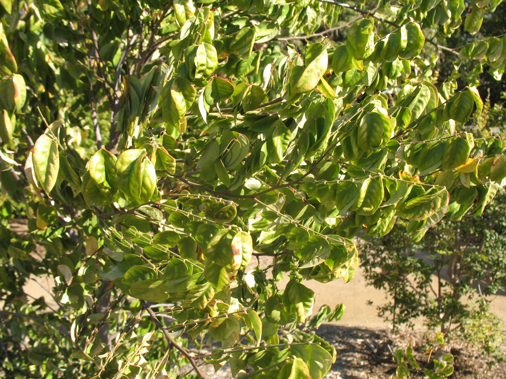 Averrhoa carambola / Starfruit, Carambola