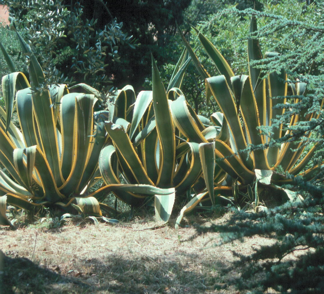 Agave americana 'Variegata'  / Agave americana 'Variegata' 