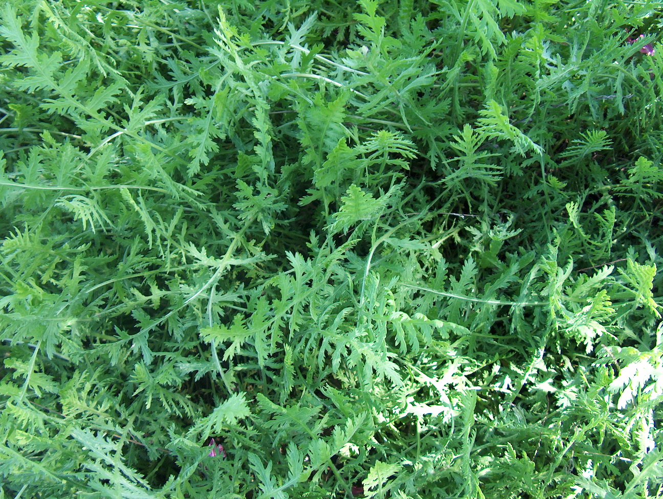 Achillea filipendulina 'Parker's Golden' / Fern-Leaf Yarrow