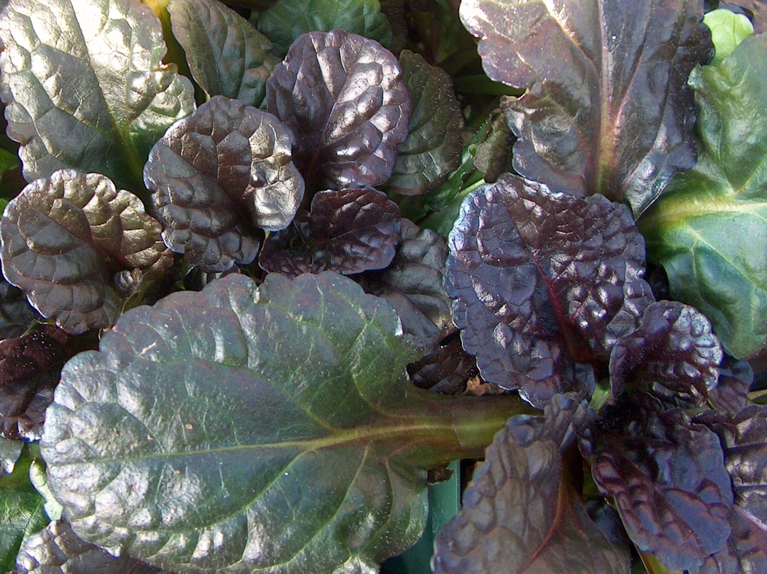 Ajuga reptans 'Black Scallop' / Ajuga reptans 'Black Scallop'