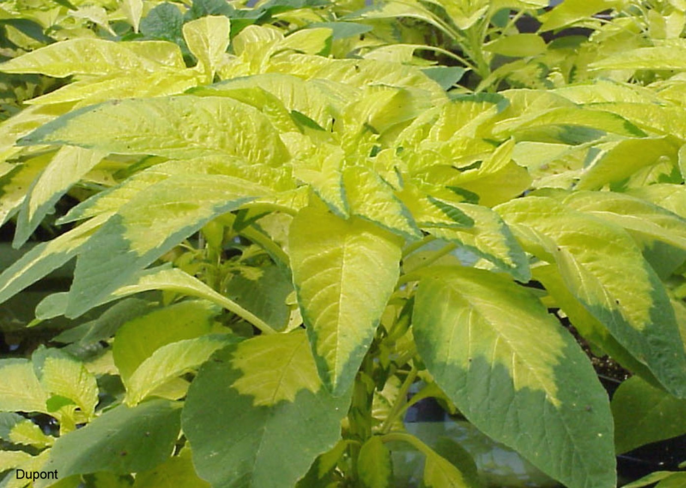 Amaranthus tricolor 'Aurora ' / Amaranthus tricolor 'Aurora '