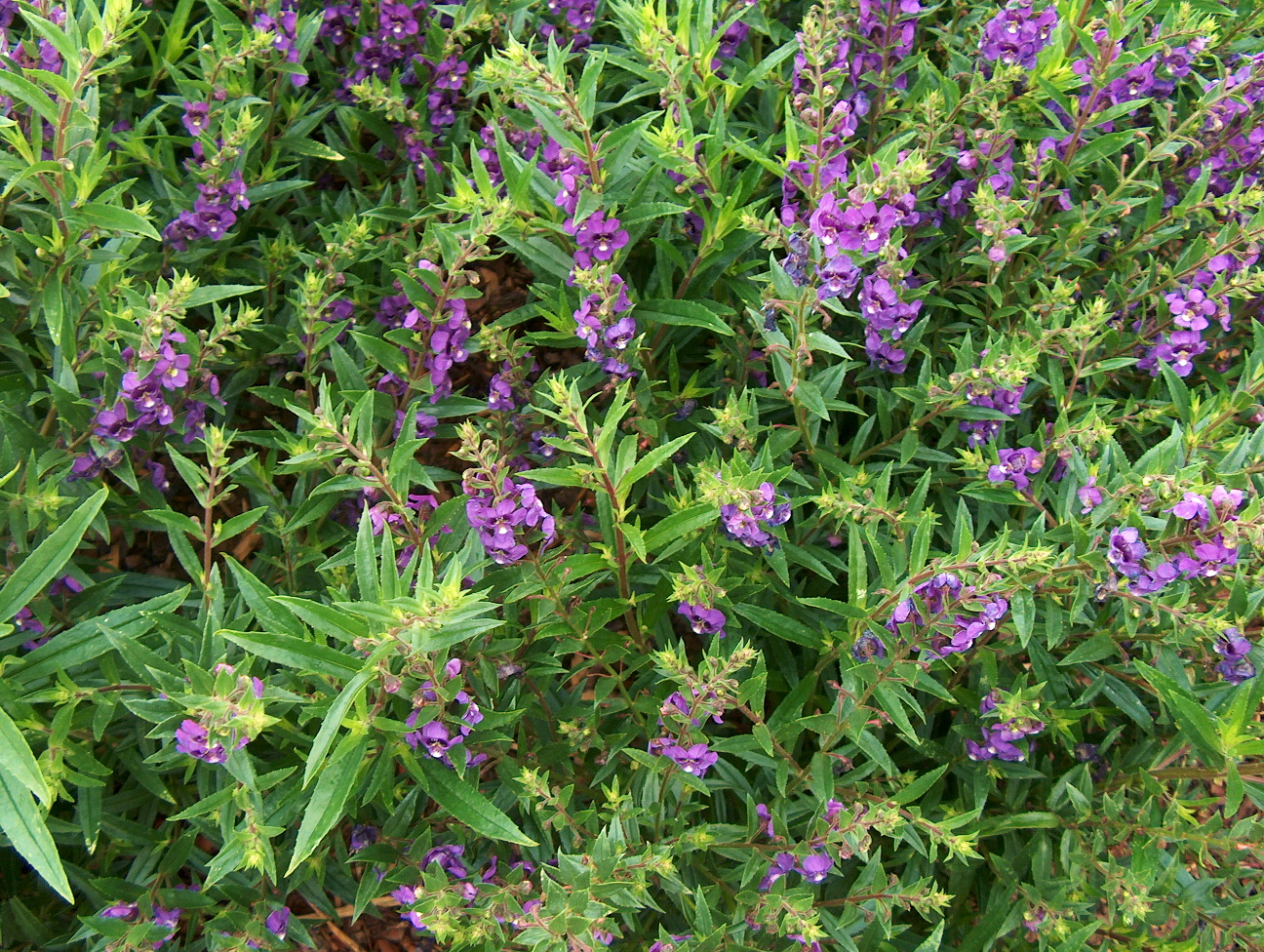 Angelonia 'Angelmist Deep Plum Improved' / Summer Snapdragon