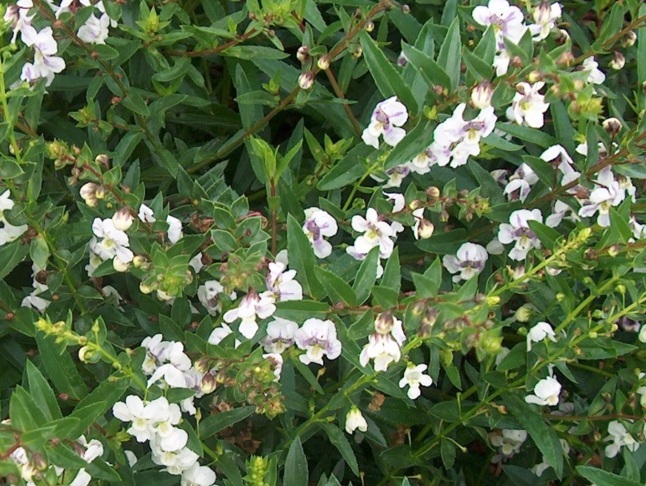 Angelonia 'Angelmist Lavender Stripe' / Summer Snapdragon