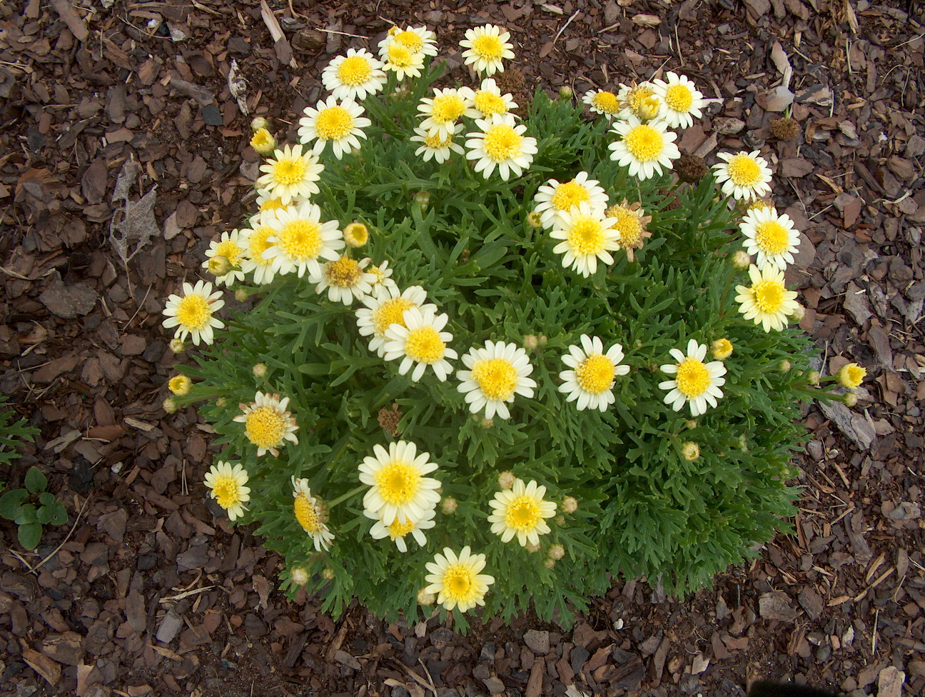 Argyranthemum frutescens 'Crested Primrose' / Argyranthemum frutescens 'Crested Primrose'