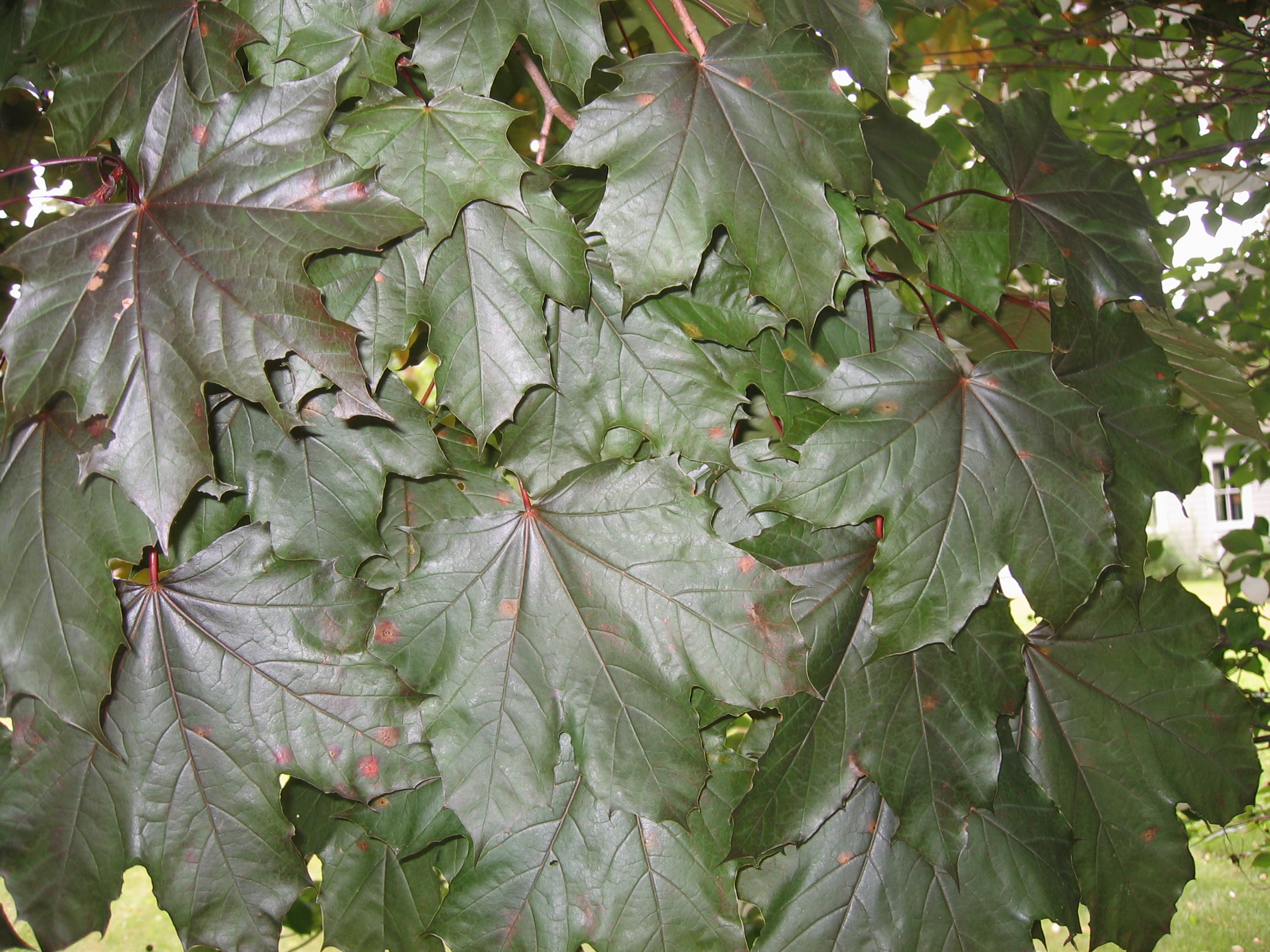 Acer pseudoplatanus / Sycamore Maple