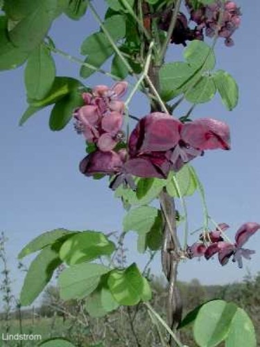 Akebia quinata / Five-Leaf Akeba