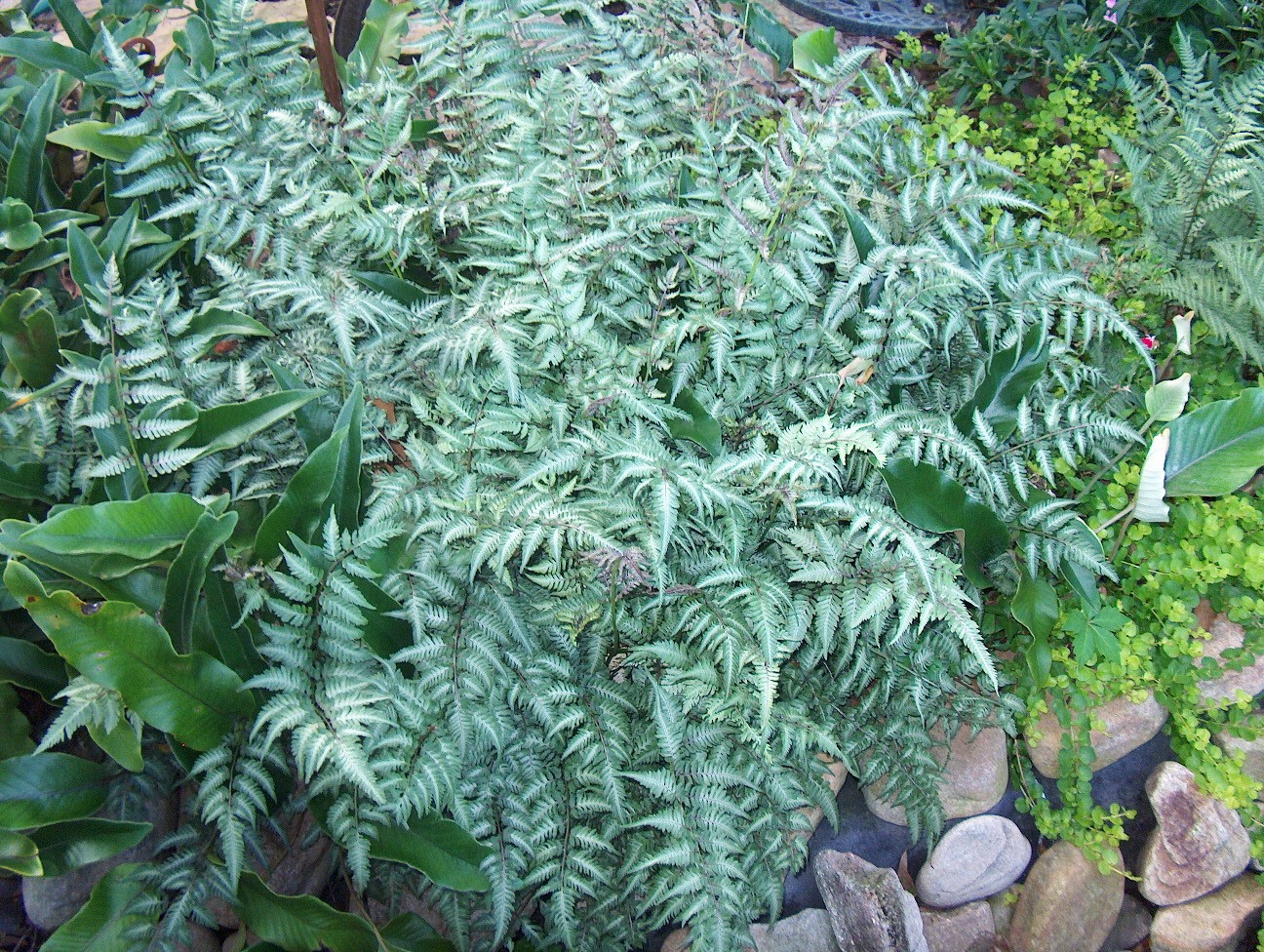 Athyrium niponicum var. Pictum / Athyrium niponicum var. Pictum