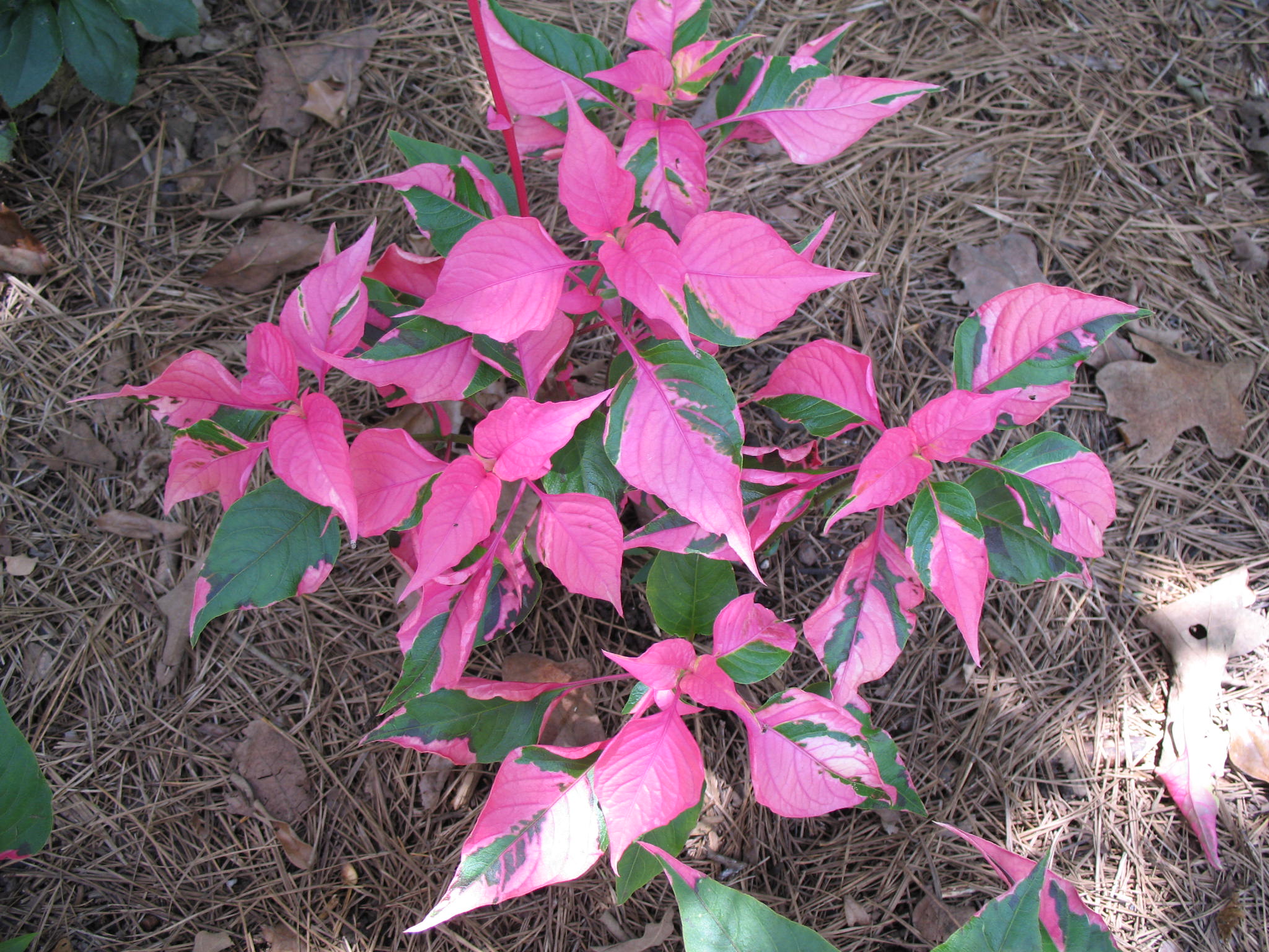 Alternanthera ficoidea 'Party Time'   / Alternanthera Party Time